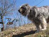 La sciovia Giove : Cane e rinvio