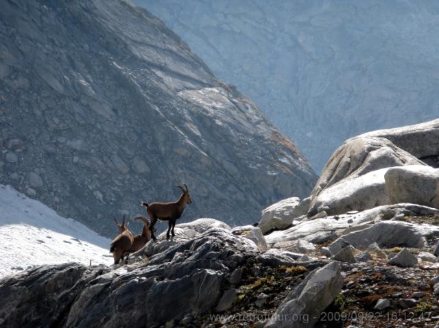 Tag 002: Fornohütte und -monte : Camosci in lento movimento