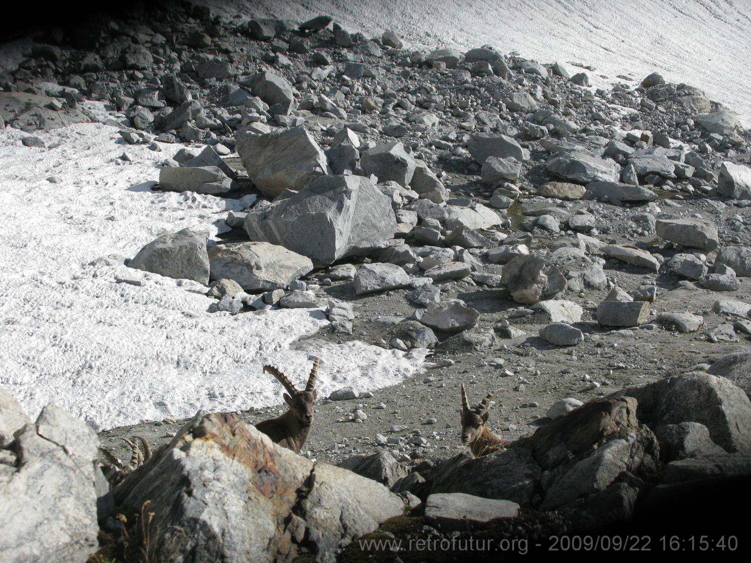 Tag 002: Fornohütte und -monte : Camosci in guardia