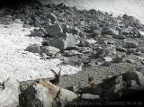 Camosci in guardia (72.44 KByte) Tag 002: Fornohütte und -monte : Camosci in guardia