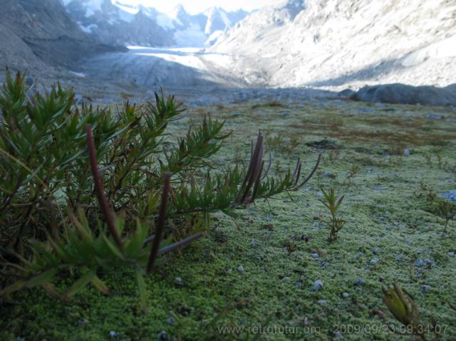 Tag 003: Fornogletscher und -tal : Pionierpflanzen im Gletscherrückzugsgebiet