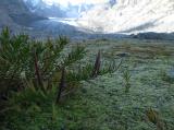 Pionierpflanzen im Gletscherrückzugsgebiet (58.41 KByte) Tag 003: Fornogletscher und -tal : Pionierpflanzen im Gletscherrückzugsgebiet