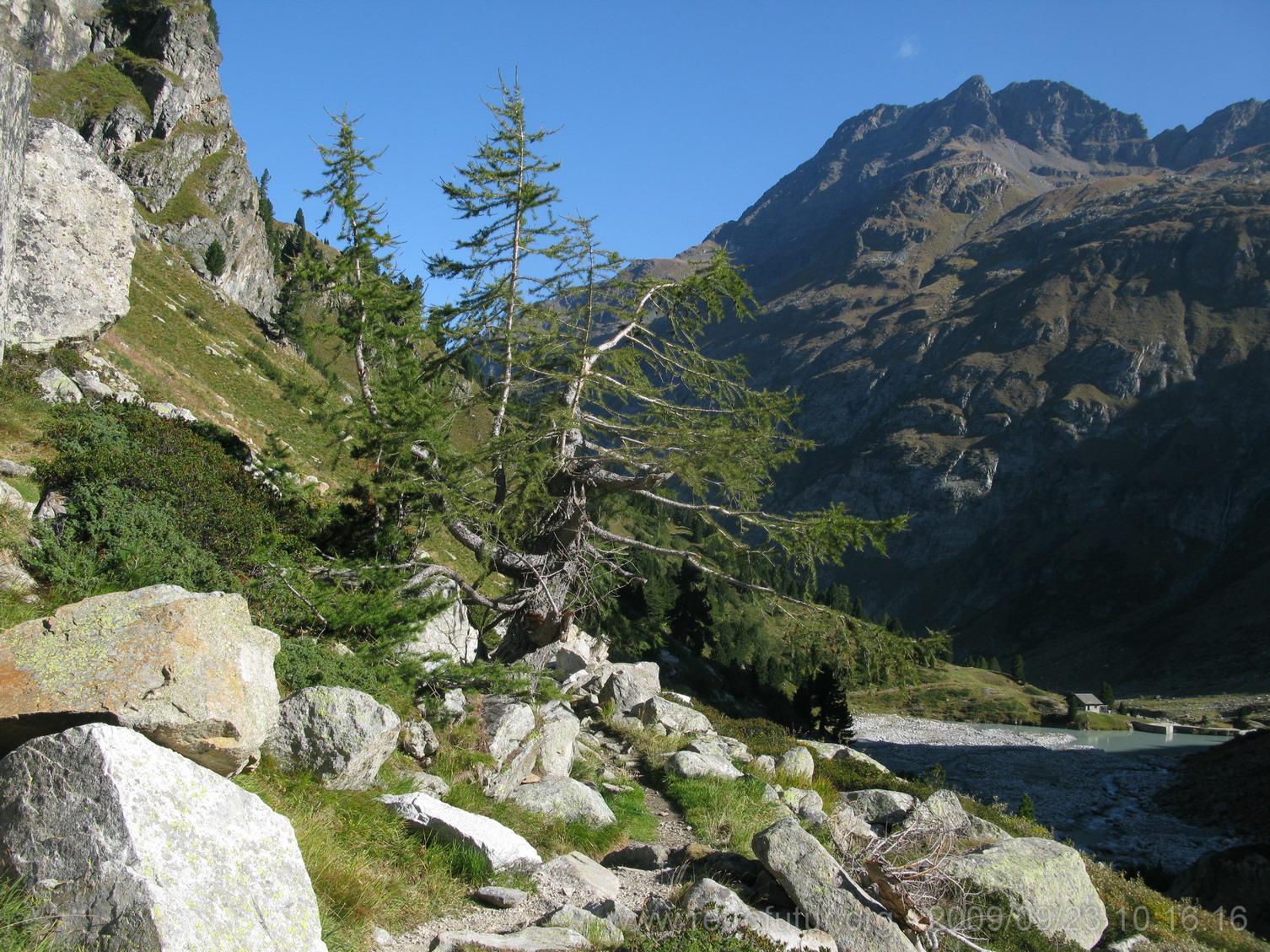 Tag 003: Fornogletscher und -tal : Auch mutig diese Bäume auf über 2000m.