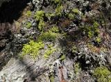 Texturen 1 (99.27 KByte) Tag 003: Fornogletscher und -tal : Texturen 1