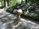 Olperer Runde : IMG_0442.JPG