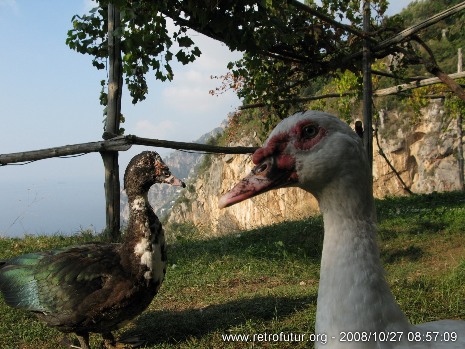 Girovagando sopra la costa : IMG_2140.JPG