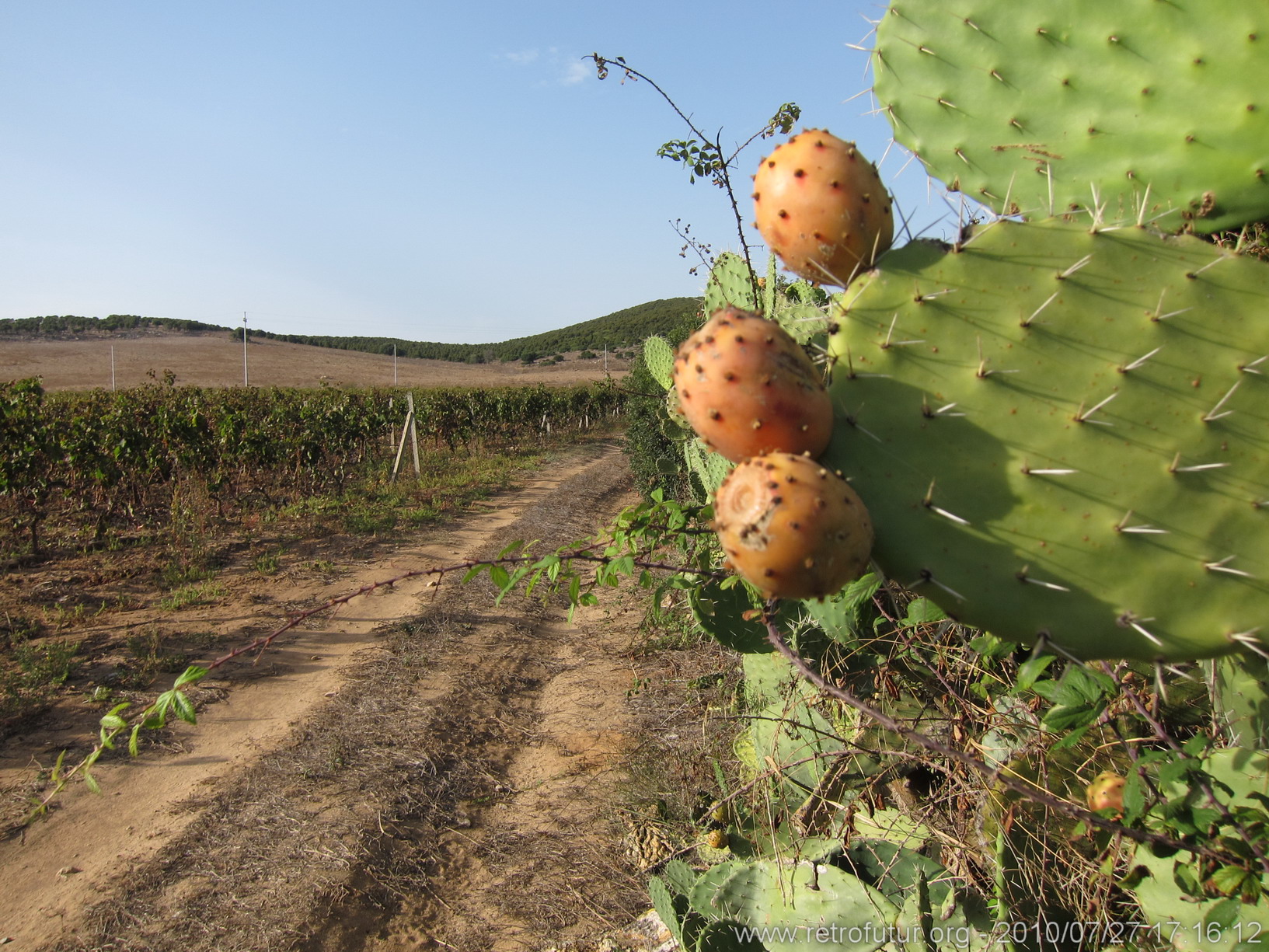 Sardegna 2010 : IMG_2858.JPG