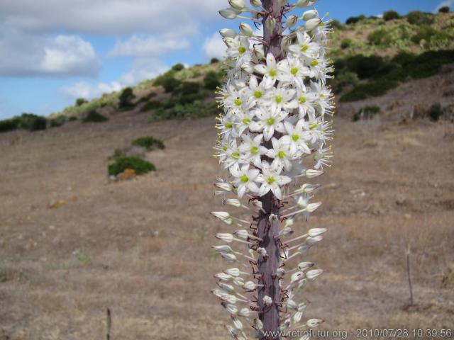 Sardegna 2010 : IMG_2873.JPG