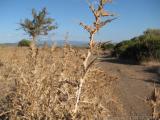 Sardegna 2010 : IMG_2909.JPG