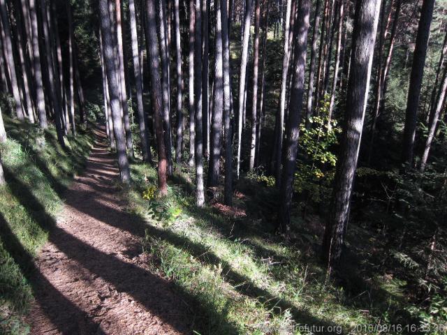 Karwendel 2010 : Lärchenwald mit Gras.