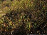 Karwendel 2010 : Zahlreiche Farbnuancen im garnicht banalen Gras