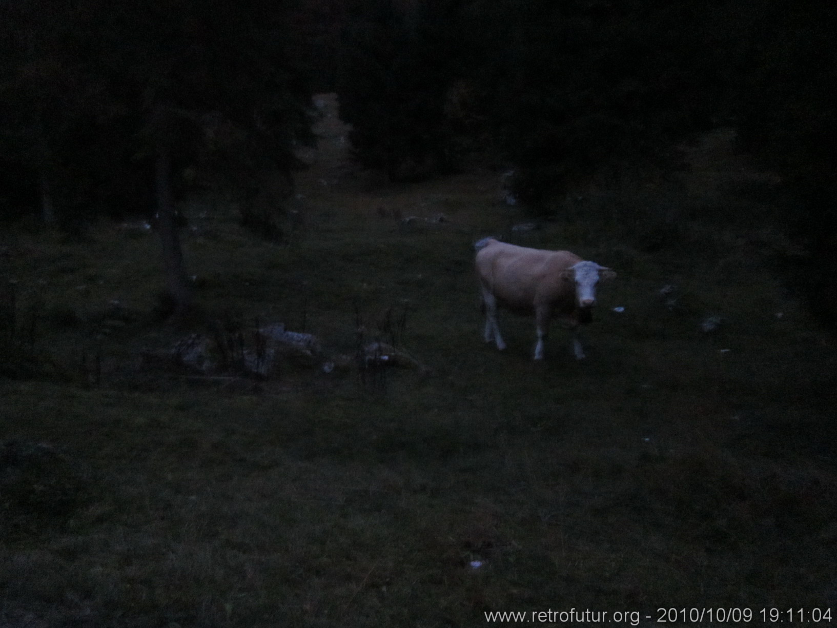 Karwendel 2010 : Kuh mit ASA 1600