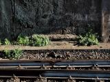 genova_stazione_principe_x005_2015-08-07 17-09.jpg (101.03 KByte) Genova Stazione Principe : genova_stazione_principe_x005_2015-08-07 17-09.jpg
