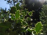 Cartalavone - Levie : img_kris_2008_05_04 10-36-54_0083.JPG