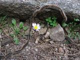 Cartalavone - Levie : img_kris_2008_05_04 11-12-54_0087.JPG