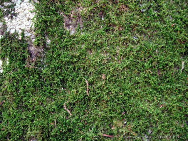 Cartalavone - Levie : img_kris_2008_05_04 11-53-33_0094.JPG