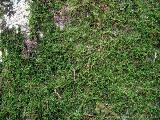 Cartalavone - Levie : img_kris_2008_05_04 11-53-33_0094.JPG
