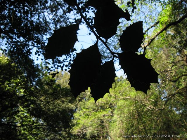 Cartalavone - Levie : img_kris_2008_05_04 11-54-36_0095.JPG
