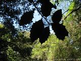 Cartalavone - Levie : img_kris_2008_05_04 11-54-36_0095.JPG