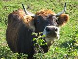 Levie - bavella - Rif.Asinao : img_kris_2008_05_05 08-56-15_0126.JPG