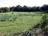 Levie - bavella - Rif.Asinao : img_kris_2008_05_05 09-02-43_0128.JPG