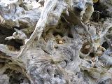 Levie - bavella - Rif.Asinao : img_kris_2008_05_05 18-15-40_0173.JPG
