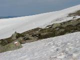 Rif.Asinao - Zicavo : img_kris_2008_05_06 09-45-23_0216.JPG