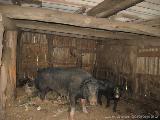 Rif.Asinao - Zicavo : img_kris_2008_05_06 16-25-22_0254.JPG
