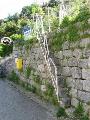 Rif.Asinao - Zicavo : img_kris_2008_05_07 09-32-55_0273.JPG