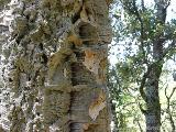 Zicavo - Guitera : img_kris_2008_05_07 12-56-05_0293.JPG