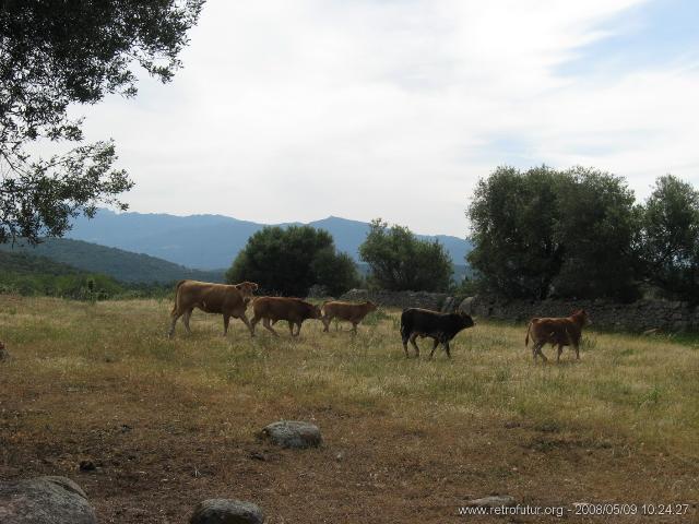 Coti - Porticcio : img_kris_2008_05_09 10-24-27_0376.JPG