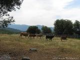 Coti - Porticcio : img_kris_2008_05_09 10-24-27_0376.JPG