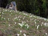 Soeben getauter Schnee (82.26 KByte) Karwendel Light : Soeben getauter Schnee