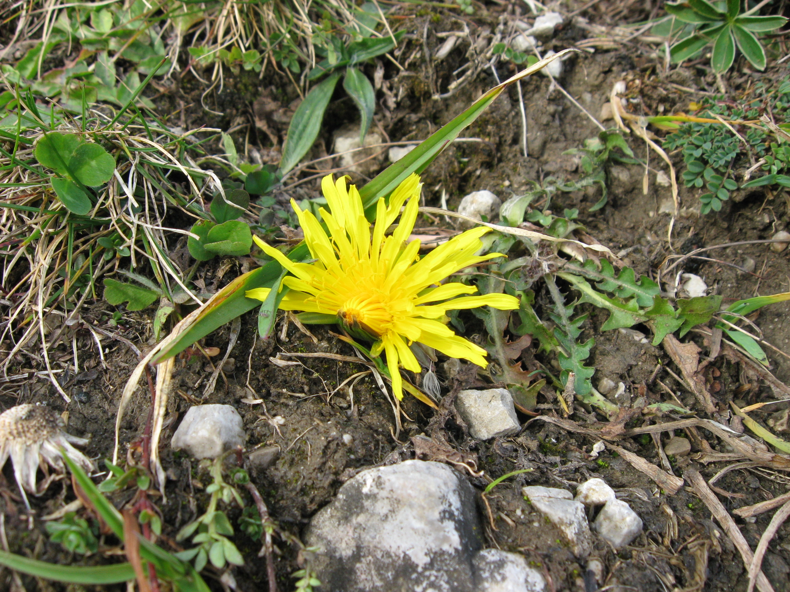 Seegrube : Ende Oktober wagt diese Blume ein bischen Laben